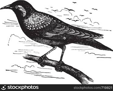 Common Starling or European Starling or Sturnus vulgaris, vintage engraving. Old engraved illustration of a Common Starling.