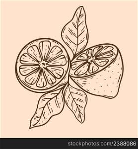 Composition cut lemon with leaves vintage. Citruses hand engraved. Fruit healthy organic food isolated vector illustration. Composition cut lemon with leaves vintage