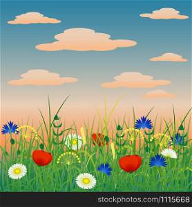 Concept Summer. Evening sky with clouds, herbs and flowers. Meadow landscape. Concept Summer. Evening sky with clouds, herbs and flowers