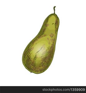 Conference pear. Full color realistic sketch vector illustration. Hand drawn painted illustration.
