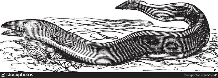 Conger Eel or Conger sp., vintage engraving. Old engraved illustration of a Conger Eel.