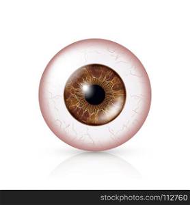 Conjunctivitis. Red Eye. Conjunctivitis. Red Eye. Human Eyeball With Conjunctivitis Vector