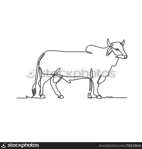 Continuous line drawing illustration of a Brahman bull, an American breed of zebuine beef cattle viewed from side done in sketch or doodle black and white style. . Brahman Bull Standing Side View Continuous Line Drawing Black and White Illustration