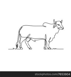 Continuous line drawing illustration of a Brahman bull, an American breed of zebuine beef cattle viewed from side done in sketch or doodle black and white style. . Brahman Bull Standing Side View Continuous Line Drawing Black and White Illustration