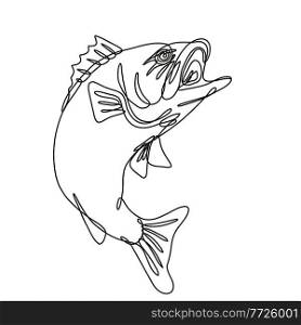 Continuous line drawing illustration of a largemouth bass jumping up done in mono line or doodle style in black and white on isolated background. . Largemouth Bass Jumping Up Continuous Line Drawing  