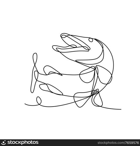 Continuous line drawing illustration of a muskellunge, muskie, musky, Esox masquinongy or lunge, a species of large freshwater fish native to North America, jumping up done in sketch or doodle style. . Muskellunge Muskie Musky Esox Masquinongy or Lunge Jumping Up Continuous Line Drawing