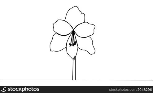 continuous line drawing of beautiful flower Calla.. continuous line drawing of beautiful flower Calla