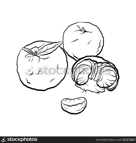Contour black and white cartoon illustration of mandarin. Citrus. Vector element for the menu, card and your creativity.. Contour black and white cartoon illustration of mandarin. Citrus.