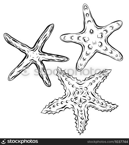 Contour black and white illustration of starfish. The object is separate from the background. Linear illustration for printing on T-shirts, covers, sketches of tattoos and your design.. Contour black and white illustration of starfish. The object is separate from the background.