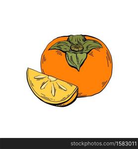 Contour color sketch of a whole persimmon and a piece with hatching on a white background. Healthy natural food. Vector outline illustration for menus, recipes and your creativity.. Contour color sketch of a whole persimmon and a piece with hatching on a white background. Healthy natural food. Vector outline illustration