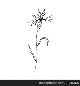 Contour engraving bud. Black and white line art decoration of cornflower with leaves. Vector isolated clipart. Minimal monochrome hand drawing botanical design.. Black and white line art decoration of flower with leaves. Vector isolated clipart. Minimal monochrome hand drawing botanical design. Contour engraving bud.