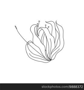 Contour engraving lily bud. Black and white line art decoration of flower with leaves. Vector isolated clipart. Minimal monochrome hand drawing botanical design.. Black and white line art decoration of flower with leaves. Vector isolated clipart. Minimal monochrome hand drawing botanical design. Contour engraving bud.