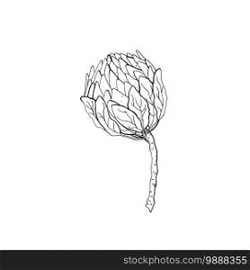 Contour engraving protea bud. Black and white line art decoration of flower with leaves. Vector isolated clipart. Minimal monochrome hand drawing botanical design.. Black and white line art decoration of flower with leaves. Vector isolated clipart. Minimal monochrome hand drawing botanical design. Contour engraving bud.