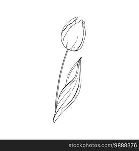 Contour engraving tulip bud. Black and white line art decoration of flower with leaves. Vector isolated clipart. Minimal monochrome hand drawing botanical design.. Black and white line art decoration of flower with leaves. Vector isolated clipart. Minimal monochrome hand drawing botanical design. Contour engraving bud.