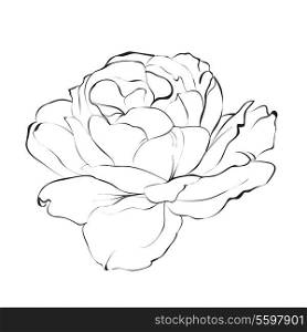 Contour of rose isolated over white. Vector illustration