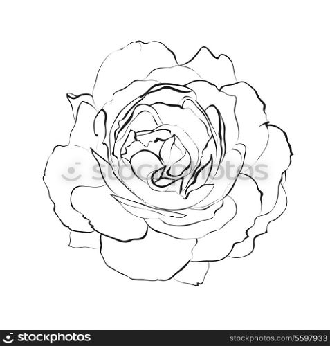 Contour of rose isolated over white. Vector illustration