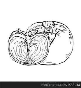 Contour sketch of a whole persimmon and half fruit with a sketch on a white background. Healthy natural food. Vector outline illustration for menus, recipes and your creativity.. Contour sketch of a whole persimmon and half fruit with a sketch on a white background. Healthy natural food. Vector outline illustration