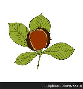 Contour sketch of Chestnut, branch with leaves and nut, isolated, white background.