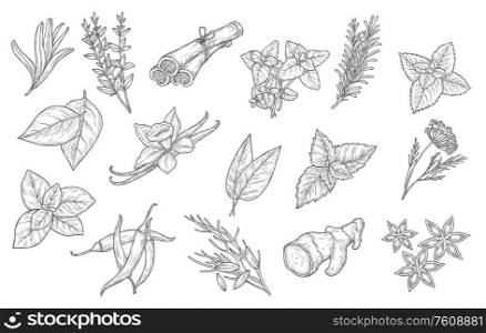 Cooking spices and herb seasonings, vector sketch icons. Herbal condiments and culinary flavorings, cinnamon, vanilla and chili pepper, anise and mint, basil, oregano and bay leaf, dill and parsley. Culinary spices and cooking seasoning herbs icons