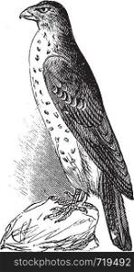 Cooper's Hawk or Accipiter Cooperi vintage illustration. Old engraving, lived traced vector from a scan from Trousset Encyclopedia 1886 - 1891