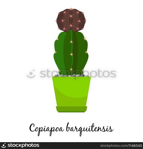 Copiapoa barquitensis cactus in pot isolated on the white background, vector illustration. Copiapoa barquitensis cactus in pot