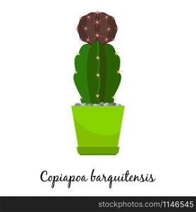 Copiapoa barquitensis cactus in pot isolated on the white background, vector illustration. Copiapoa barquitensis cactus in pot