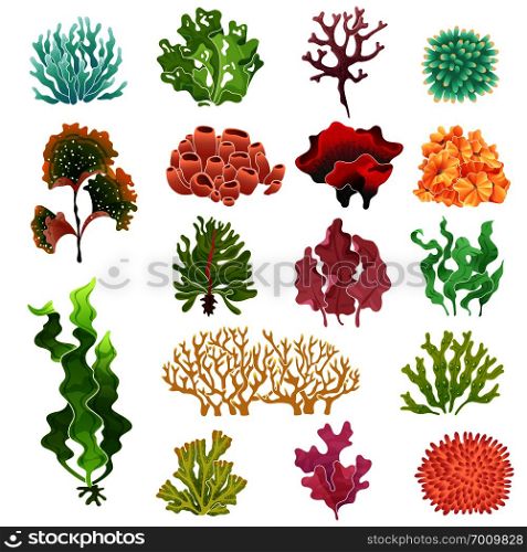 Coral and seaweed. Underwater flora, sea water seaweeds aquarium kelp and corals. Ocean plants vector illustration set. Coral and seaweed. Underwater flora, sea water seaweeds aquarium kelp and corals. Ocean plants vector set