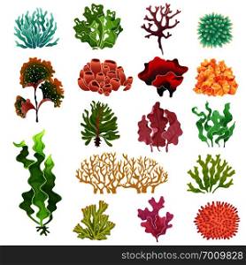 Coral and seaweed. Underwater flora, sea water seaweeds aquarium kelp and corals. Ocean plants vector illustration set. Coral and seaweed. Underwater flora, sea water seaweeds aquarium kelp and corals. Ocean plants vector set