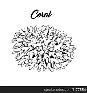 Coral black and white hand drawn illustration. Marine life, sea reef ecosystem wildlife sketch for coloring book. Aquarium decoration monochrome engraving. Scuba diving club poster design element. Coral freehand black ink illustration