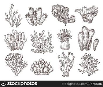 Coral sketch natural corals sketching black vector image