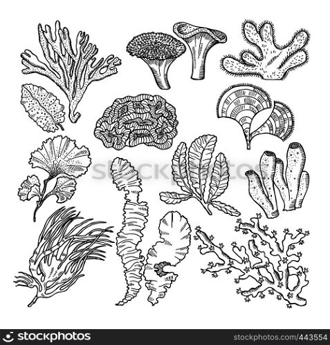 Corals and underwater plants in ocean or aquarium. Vector hand drawn pictures. illustration of underwater plants seaweed algae. Corals and underwater plants in ocean or aquarium. Vector hand drawn pictures