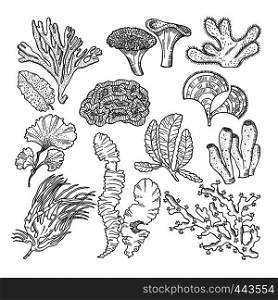 Corals and underwater plants in ocean or aquarium. Vector hand drawn pictures. illustration of underwater plants seaweed algae. Corals and underwater plants in ocean or aquarium. Vector hand drawn pictures