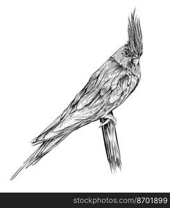 Hand drawn bird. Redstart. Outline drawing. Vector illustration. Black ...