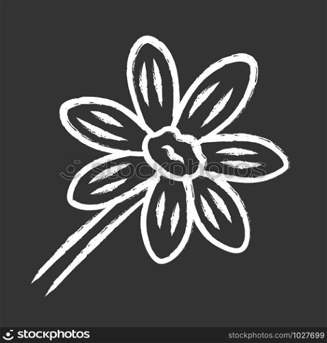 Coreopsis purple chalk icon. Rudbeckia garden flower. Calliopsis plant. Blooming daisy, camomile wildflower. Isolated vector chalkboard illustration
