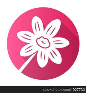 Coreopsis purple pink flat design long shadow glyph icon. Rudbeckia garden flower. Calliopsis plant. Blooming daisy, camomile wildflower. Vector silhouette illustration