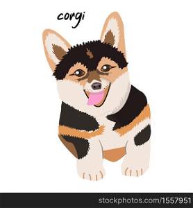 Corgi dog vector. Puppy sitting, smiling with tongue out. flat style