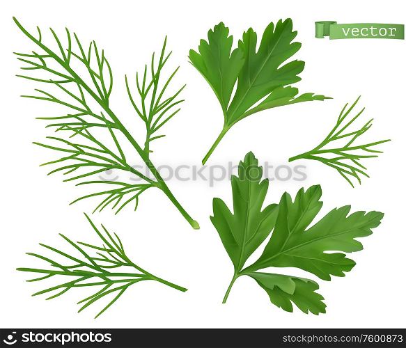 Coriander leaves, dill herb. Flavouring food. 3d vector ralistic objects