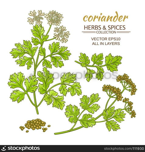coriander vector set. coriander plant vector set on color background