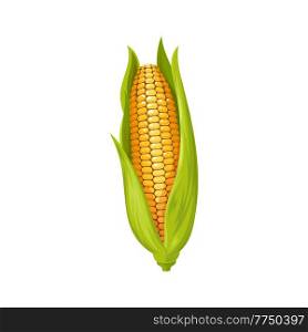 Corn cob isolated yellow maize with leaves. Vector agriculture and farming crop, natural food. Maize cereal grain, sweetcorn veggie, popcorn ingredient. Corn kernels and leaves, vegetarian food. Yellow maize with leaves isolated corncob corn cob