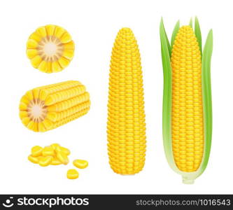 Corn cob realistic. Yellow canned fresh corn vegetables harvest sweetcorn vector template. Illustration of corn vegetable, realistic nutrition. Corn cob realistic. Yellow canned fresh corn vegetables harvest sweetcorn vector template