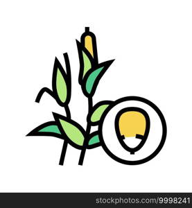 corn groat color icon vector. corn groat sign. isolated symbol illustration. corn groat color icon vector illustration