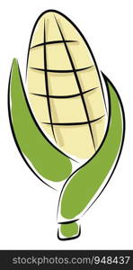 Corn hand drawn design, illustration, vector on white background.