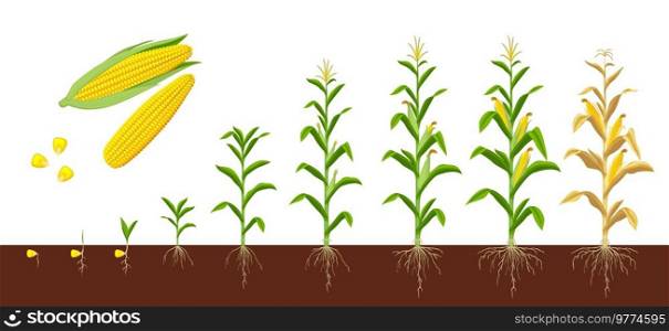 Corn maize growth stages. Farm plant evolving, development stage or agriculture crop sapling evolution progress. Corn grow phases form seed with roots in soil to seedling, plant ready for harvesting. Corn maize, farm crops growth on soil stages