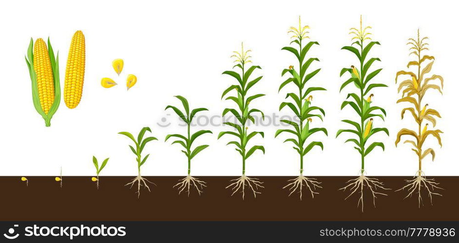 Corn maize growth stages, vector crop plant of agriculture and farm