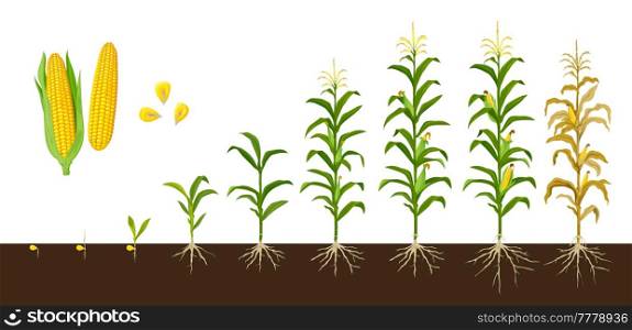 Corn maize growth stages, vector crop plant of agriculture and farm with corn vegetable cobs and kernels. Seedling, stalk and leaves growing, cob development, grain filling, maize harvest. Corn maize growth stages, vegetable crop plant