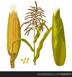 Corn maize realistic hand drawn botanical isolated vector illustration.. Corn maize vector illustration. Realistic hand drawn botanical isolated illustration.