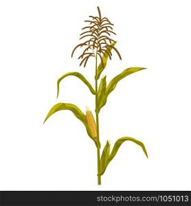 Corn maize realistic hand drawn botanical isolated vector illustration.. Corn maize vector illustration. Realistic hand drawn botanical isolated illustration.