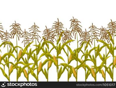 Corn maize realistic seamless horizontal border pattern vector illustration.. Corn maize vector seamless horizontal border pattern. Realistic botanical isolated illustration.