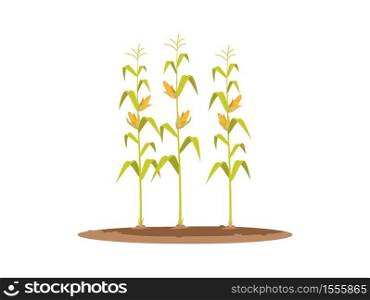 Corn plants semi flat RGB color vector illustration. Local production of eco vegetable. Fresh seasonal harvest. Row of growing corn stems isolated cartoon object on white background. Corn plants semi flat RGB color vector illustration