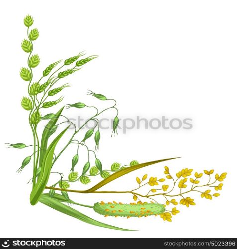 Corner with herbs and cereal grass. Floral design of meadow plants. Corner with herbs and cereal grass. Floral design of meadow plants.